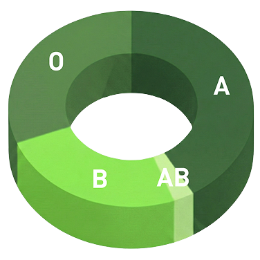 半数近くがA型と最も多く、次いでO型、B型がそれぞれ３分の１ほどを占める。AB型が最も少ない。